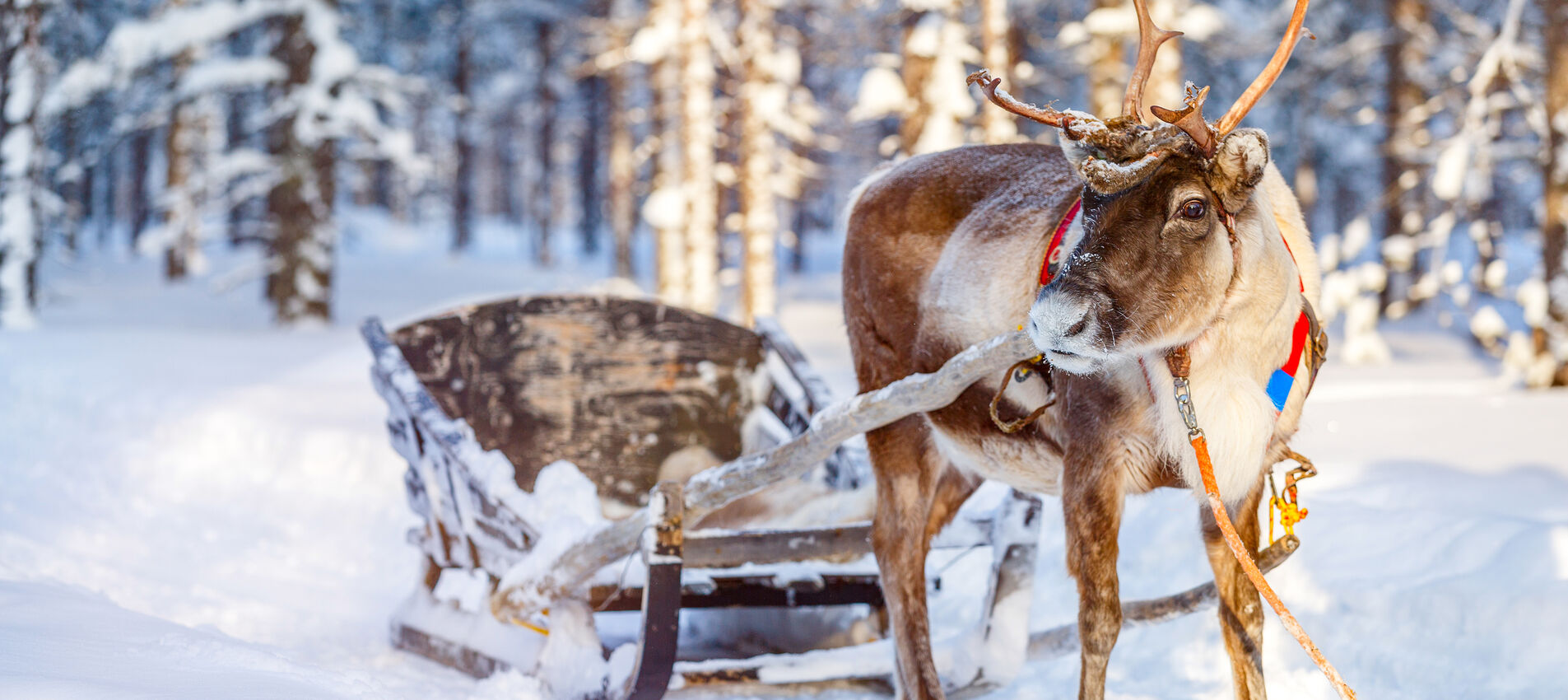 Лапландія на Різдво